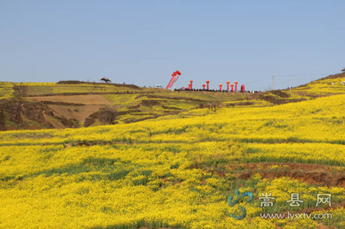 嵩县大坪首届油菜花万亩油菜花